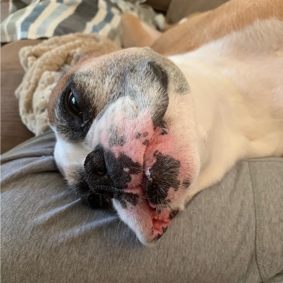 Apollo 🪽❤️‍🩹 - Picture 10 of 13